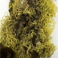 thumbnail image 2 of Vickerman H4MOB000 Natural Green Chartreuse Mossy Branches, 2 of 3