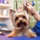 thumbnail image 4 of 10 diademas decorativas para mascotas, accesorios para el pelo de perros, 4 of 8
