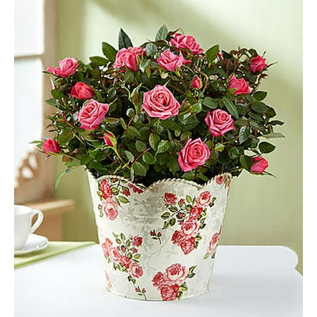 1 800 Flowers - 1-800-Flowers: Fresh Flowers - Classic Budding Rose Large