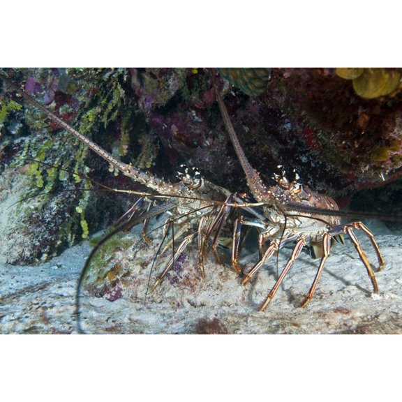 Pair of Spiny Caribbean lobsters under overhang Poster Print