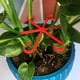 thumbnail image 4 of Marco de soporte para plantas de 12 piezas con 12 clips, marco plegable verde de 30 cm de alto para enredaderas y tallos, jaulas resistentes para tomates, pimientos y hortalizas trepadoras., 4 of 9