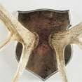 thumbnail image 2 of Mercana Sika I Natural Off White Finish set of Resin Replica Deer Antlers, 2 of 3