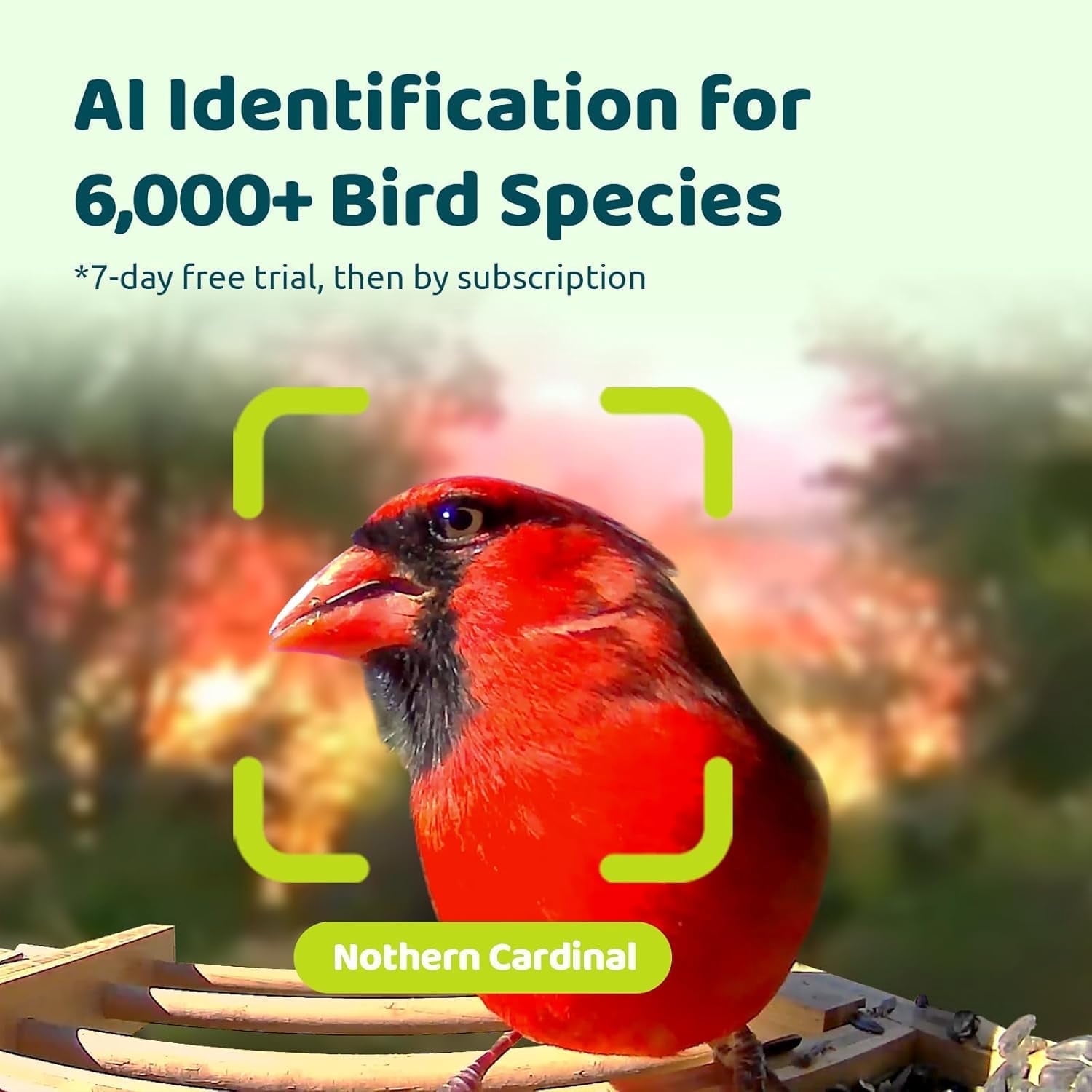 Birdfy Smart Bird Feeder with Camera, High-End Bamboo, Mini in Size, Solar Powered, Auto Capture Birds & Notify in Time, Powerful AI Recognition, Ideal Gift Present