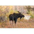 thumbnail image 2 of Jones, Adam 32x23 Black Ornate Wood Framed with Double Matting Museum Art Print Titled - Bull moose in autumn-Grand Teton National Park-Wyoming, 2 of 4