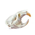 thumbnail image 1 of Taxidermia, calavera de animal real, rata almizclera, CLLOEAT para educación, 1 of 6