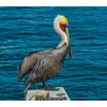thumbnail image 2 of Perry, William 16x15 Gold Ornate Wood Framed with Double Matting Museum Art Print Titled - Brown pelican-Cabo San Lucas-Baja Mexico, 2 of 4