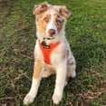 thumbnail image 4 of Voyager Step-in Air All Weather Mesh Harness and Reflective Dog 5 ft Leash Combo with Neoprene Handle, for Small, Medium and Large Breed Puppies by Best Pet Supplies - Harness Leash Set (Orange), XS, 4 of 10