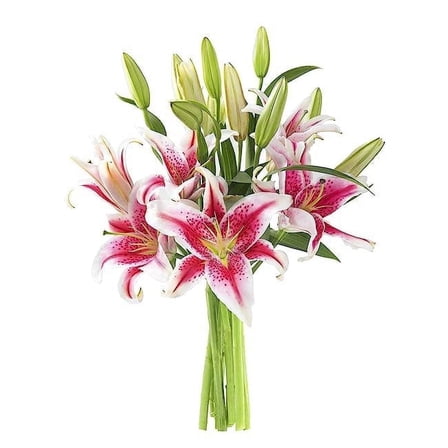 KaBloom : 10 Pink Stargazer Lilies, Next-Day Delivery, Gift for Every Occasion.