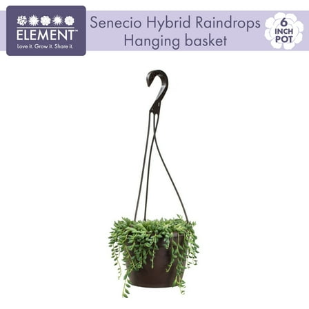 Altman Plants String of Raindrops Succulent (Senecio) 6" Easy Live Plant Hanging Basket