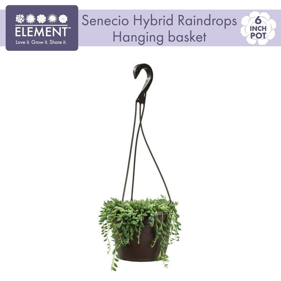 Altman Plants String of Raindrops Succulent (Senecio) 6" Easy Live Plant Hanging Basket