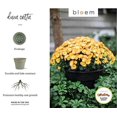 thumbnail image 4 of Bloem 6in Dura Cotta Planter Terra Cotta DC6-46, 4 of 5