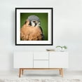 thumbnail image 2 of American Kestrel closeup - Photography Bird Wildlife Nature Animal Portrait Scenic Woodland Black Framed Wall Art Print 16 x 16 inches, 2 of 3