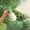 Green, variant on Pressurized Spray Bottle, Handheld Plant Garden Mister Sprayer, Continuous Pump Action Adjustable Fine Mist Nozzle Leak Resistant Bottle for Plant Lovers Homemakers Indoor Gardening