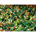thumbnail image 4 of Ogon Nishiki Asian Jasmine Vine - Live Plant ( 1 QT ), 4 of 6