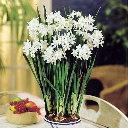 Garden Oatmeal Bowl - Delft Ceramic Bowl with Paperwhite Narcissus Bulbs Indoor Growing Kit - FRAGRANT
