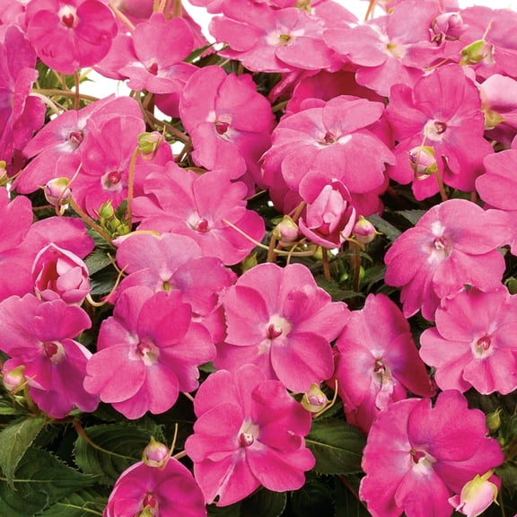 Proven Winners 8" SunPatiens Compact Hot Pink Impatiens Live Plant in 6.5" Pot