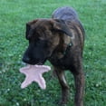 thumbnail image 4 of Juguete para mascotas SPOT Starfish de caucho natural duradero de 15 cm, 4 of 6