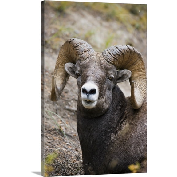 Great BIG Canvas | Carson Ganci Premium Thick-Wrap Canvas entitled Rocky Mountain Bighorn Sheep