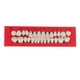 thumbnail image 5 of Qarigey 28 unids/set modelo de de resina dentaduras duraderas postizos universales Resi No.1 2piezas Qarigey CBP588902, 5 of 6