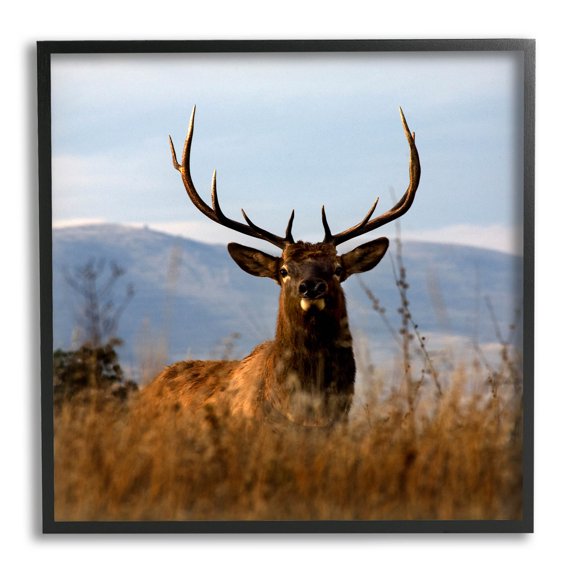 Stupell Industries Buck in Tall Grass Landscape Photograph Black Framed Art Print Wall Art, Design by Danita Delimont