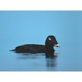 thumbnail image 2 of Fitzharris, Tim 14x12 Gold Ornate Wood Framed with Double Matting Museum Art Print Titled - White-winged scoter-Esquimalt Lagoon-British Columbia, 2 of 4