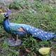 thumbnail image 4 of Estatuas realistas de pavos reales para decoración de escritorio, jardín y patio. Azul, 4 of 8