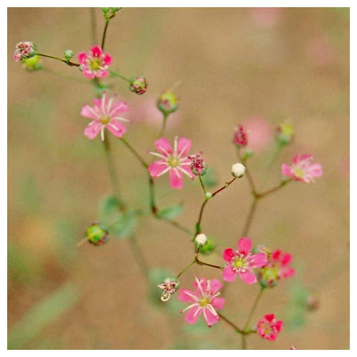 Everwilde Farms - 1/4 lb Deep Carmine Babys Breath Garden Flower Seeds - Gold Vault Bulk Seed Packet