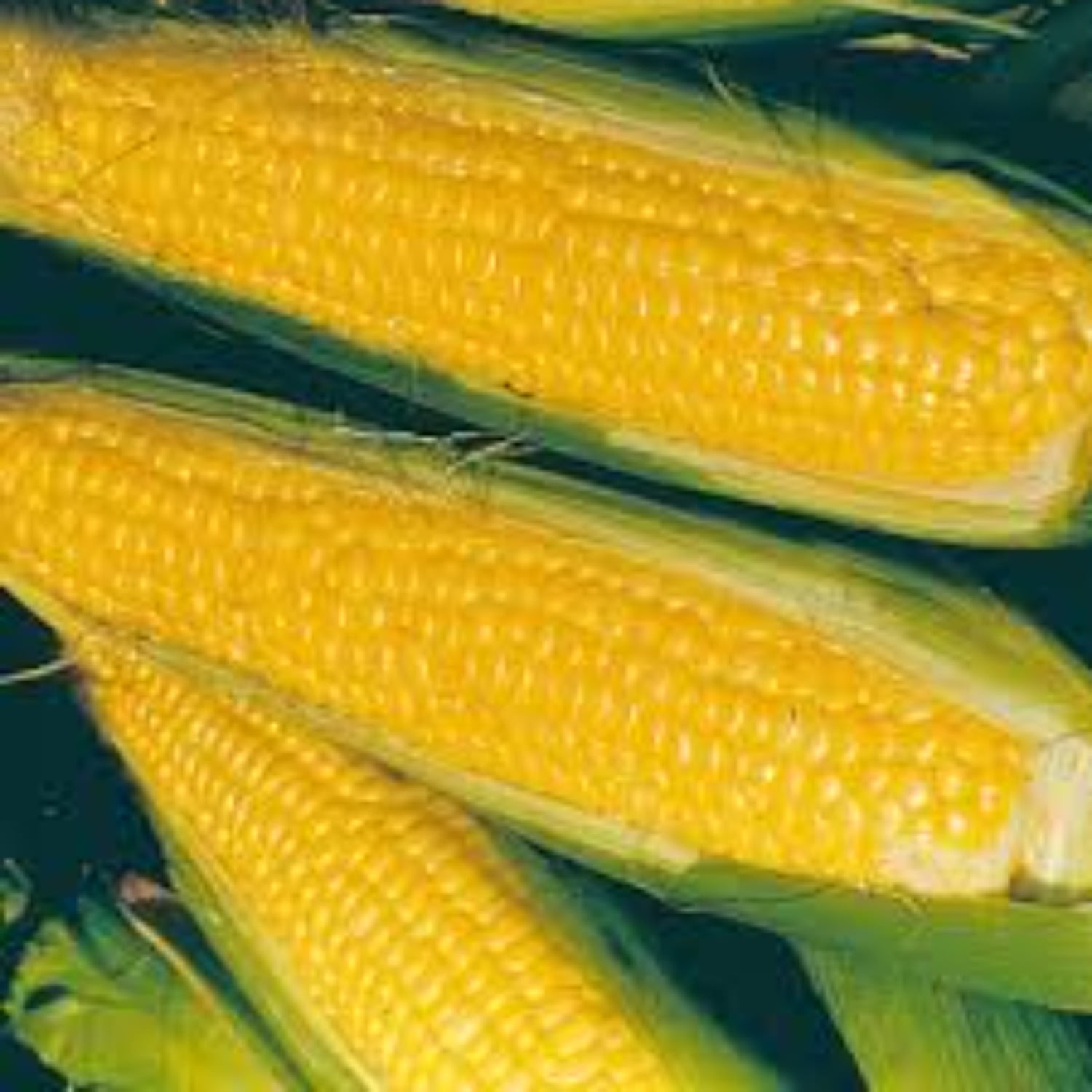 Corn Seeds 20 Iochief Yellow Sweet Vegetable Garden NON-GMO USA FREE SHIPPING 