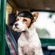 thumbnail image 3 of Casco para perros para mascotas, casco para cachorros, chihuahua, perros ciegos, andar en motocicleta, bicicleta, actividades al aire libre para proteger la cabeza, a prueba de sol, a prueba de, 3 of 8