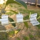 thumbnail image 4 of 100 unids/set plantas injerto Clips jardín vid injerto Clip herramientas de jardinería, 4 of 8