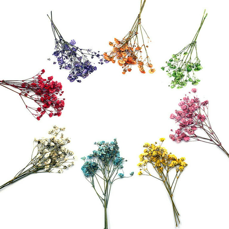 Pressed Flowers,  Scented Dream, Multicolor, 36 pcs Dried Florals by  Aviana Xu