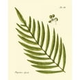 thumbnail image 3 of Vision Studio 15x18 Black Modern Framed Museum Art Print Titled - Antique Fern I, 3 of 5