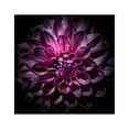 thumbnail image 2 of Carson, Brian 26x26 Black Ornate Wood Framed with Double Matting Museum Art Print Titled - Purple Dahlia, 2 of 4