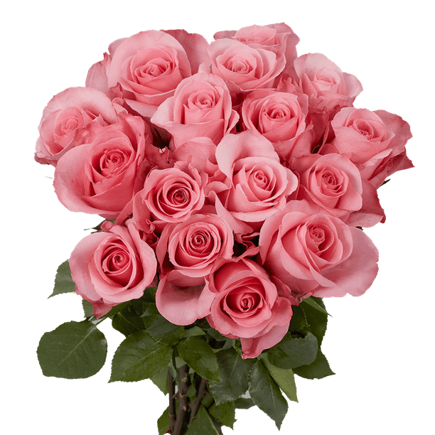 50 Stems of Bright Pink High and Bonita Roses Beautiful Fresh Cut