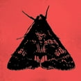 thumbnail image 2 of Tenoever, William 20x20 Black Ornate Wood Framed with Double Matting Museum Art Print Titled - ColorMoods:Moth12, 2 of 4