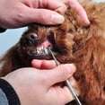 thumbnail image 3 of Juego de 4 herramientas de acero inoxidable para la limpieza dental de perros: espejo dental, raspador bucal, removedor de dientes, placa y sarro., 3 of 5