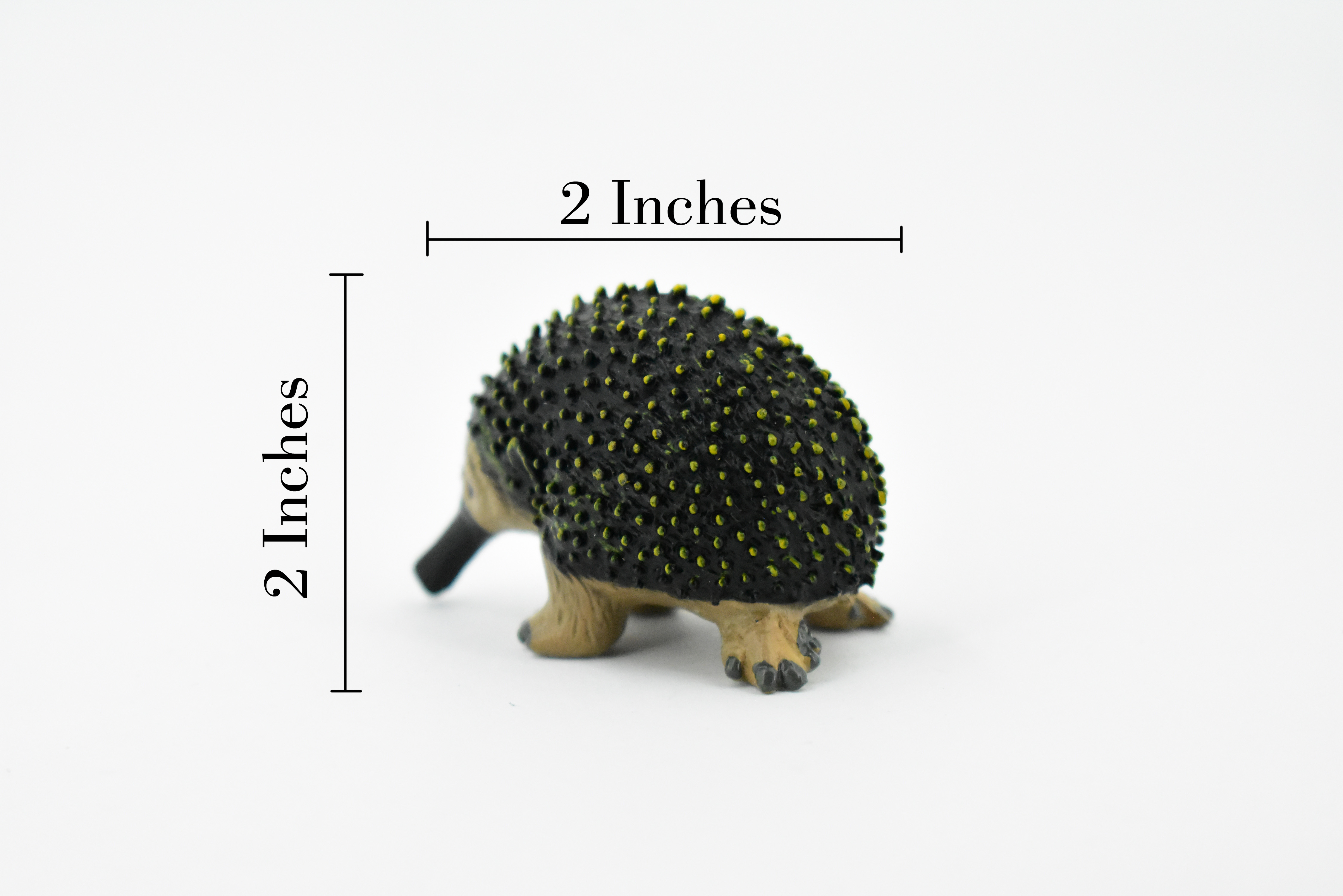 Anteater, Spiny, Echidnas, Museum Quality, Rubber Animal
