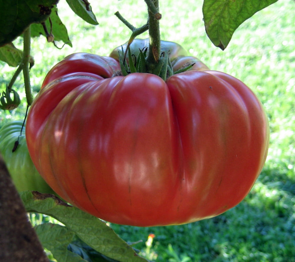 Brandywine Red Tomato Plant 3 Plants 3&quot; Pots Great