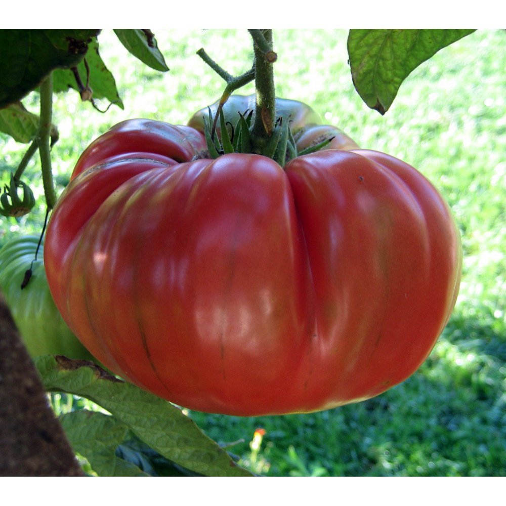 Brandywine Red Tomato Plant 3 Plants 3&quot; Pots Great