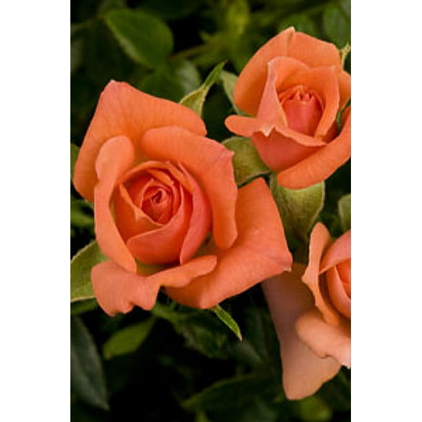 Gemstone Micro Miniature Rose Bush Fragrant Hardy 4 Pot Walmart Com Gemstone Micro Miniature Rose Bush Fragrant Hardy 4 Pot Walmart Com