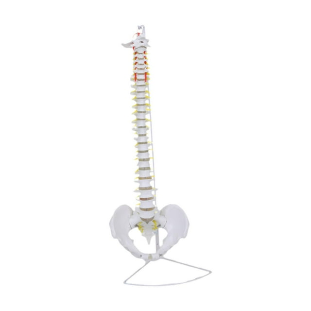Modelo De Vertebral Humana Esqueleto Detallado Para Ayuda Didáctica Herramienta De Aprendizaje Educativo Estilo A