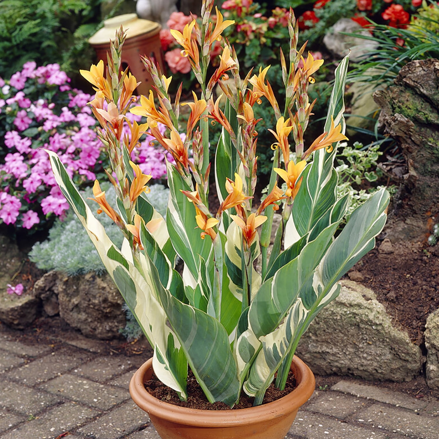 Van Zyverden Giant Cannas Bengal Tiger 3 Bulbs Orange Full Sun Annual Deer Resistant
