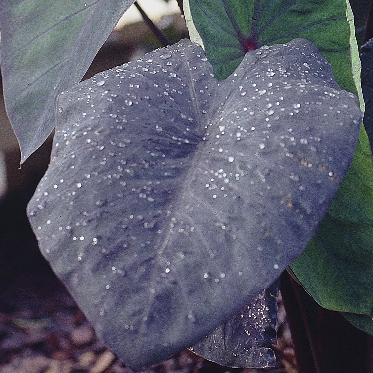 Expert Gardener Elephant Ear Black Magic Dormant Bulbs Set of 2 for Partial Sun