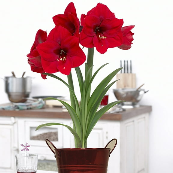 Van Zyverden Amaryllis Kit Red Lion with Artisan Decorative Planter 1 Bulb Red Part Sun
