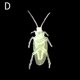thumbnail image 1 of TUMALL - Juguete de broma de cucaracha falsa, juguete de plástico de goma, mordaza, truco, insecto falso 6T2E BEST-D, 1 of 8