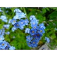 thumbnail image 4 of Forget-Me-Not Seeds/ Perennial/ Full Sun/400 Seeds 1/4 Gram/ Zellajake Farm and Garden - B254, 4 of 5