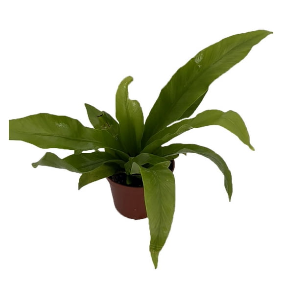 Japanese Bird's Nest Fern - 2.5" Pot - Asplenium