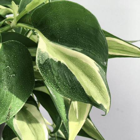 Silver Stripe Philodendron Live Plant, Live Philodendron Plant form 3 Inches Pot, Indoor Growing