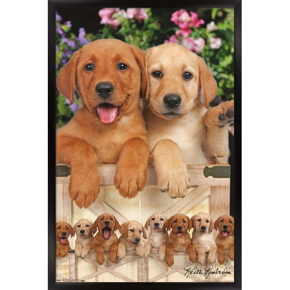Keith Kimberlin - Puppies - Labs Wall Poster, 14.725" x 22.375", Framed