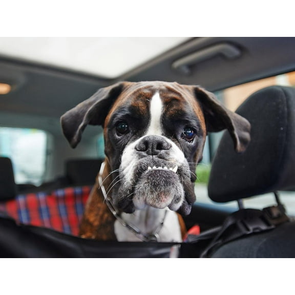 Boxer Dog, Animals Unframed Photographic Print Wall Art by onixxino Sold by ArtCom